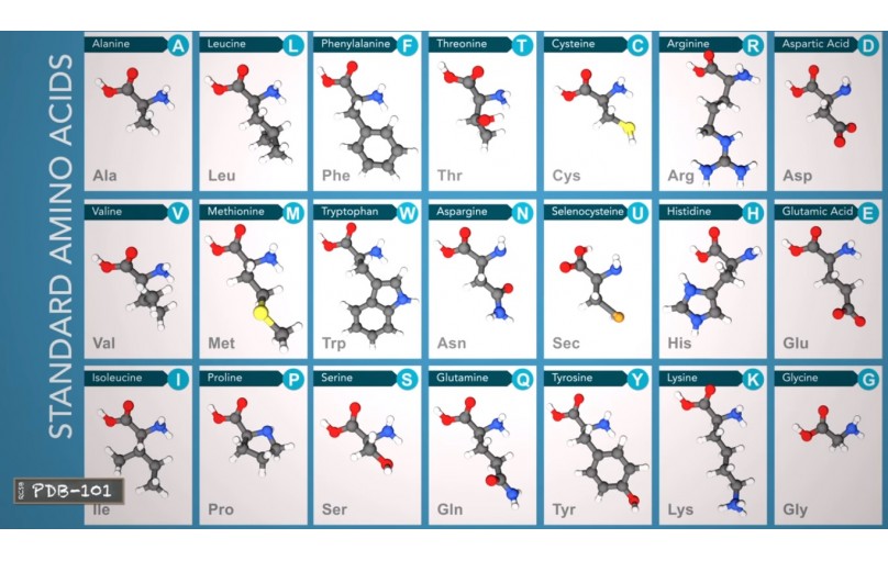 What are Amino Acids